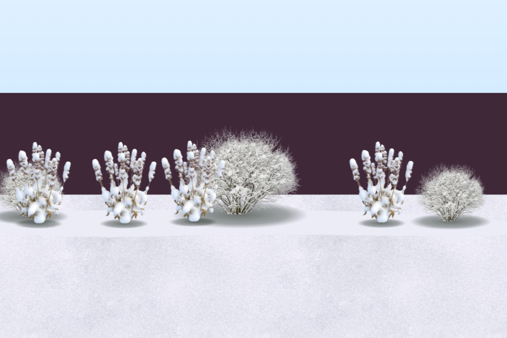Romantic perennial border in winter